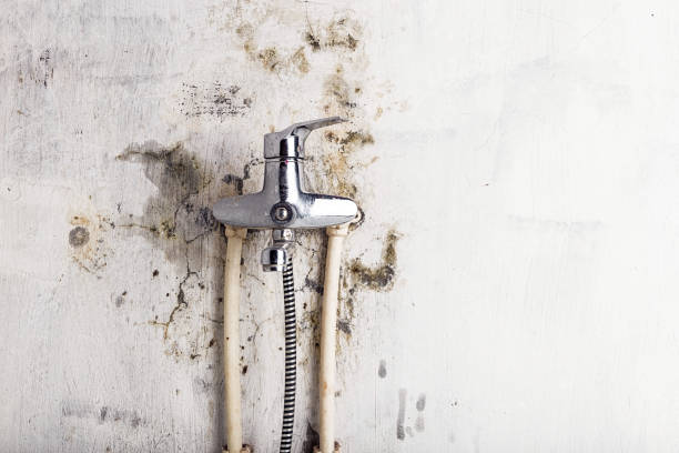  Algonac, MI Mold Removal Pros