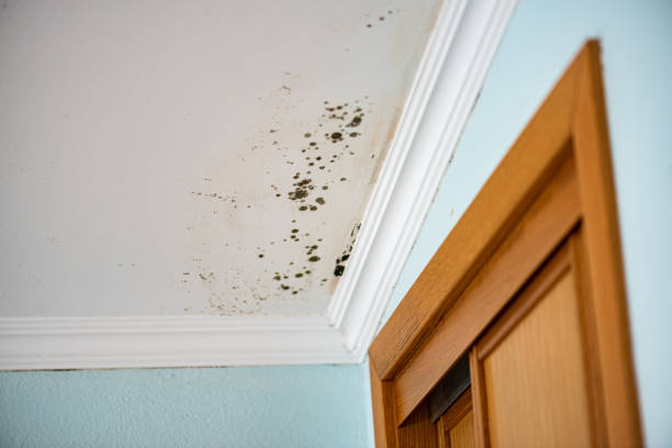 Best Mold Testing and Inspection Services in Algonac, MI