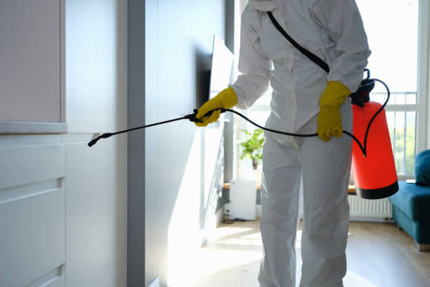 Best Post-Flood Mold Remediation in Algonac, MI
