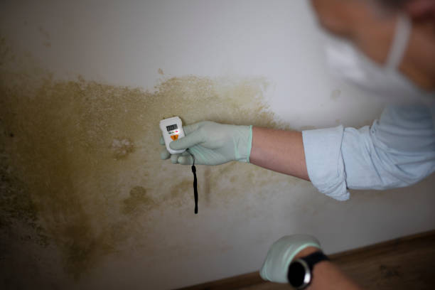 Best Attic Mold Remediation in Algonac, MI