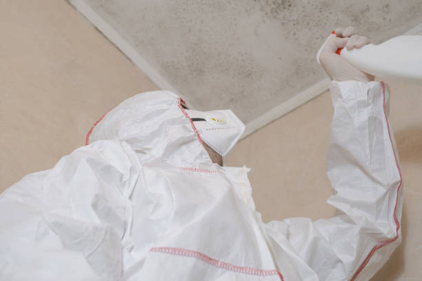 Best Black Mold Remediation in Algonac, MI