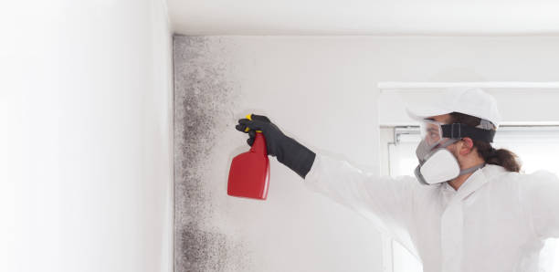 Best Residential Mold Remediation in Algonac, MI