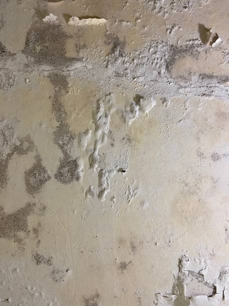 Best Localized Mold Remediation (e.g., coastal areas, humid climates) in Algonac, MI
