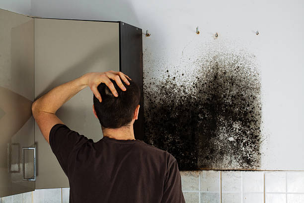 Best Basement Mold Remediation in Algonac, MI
